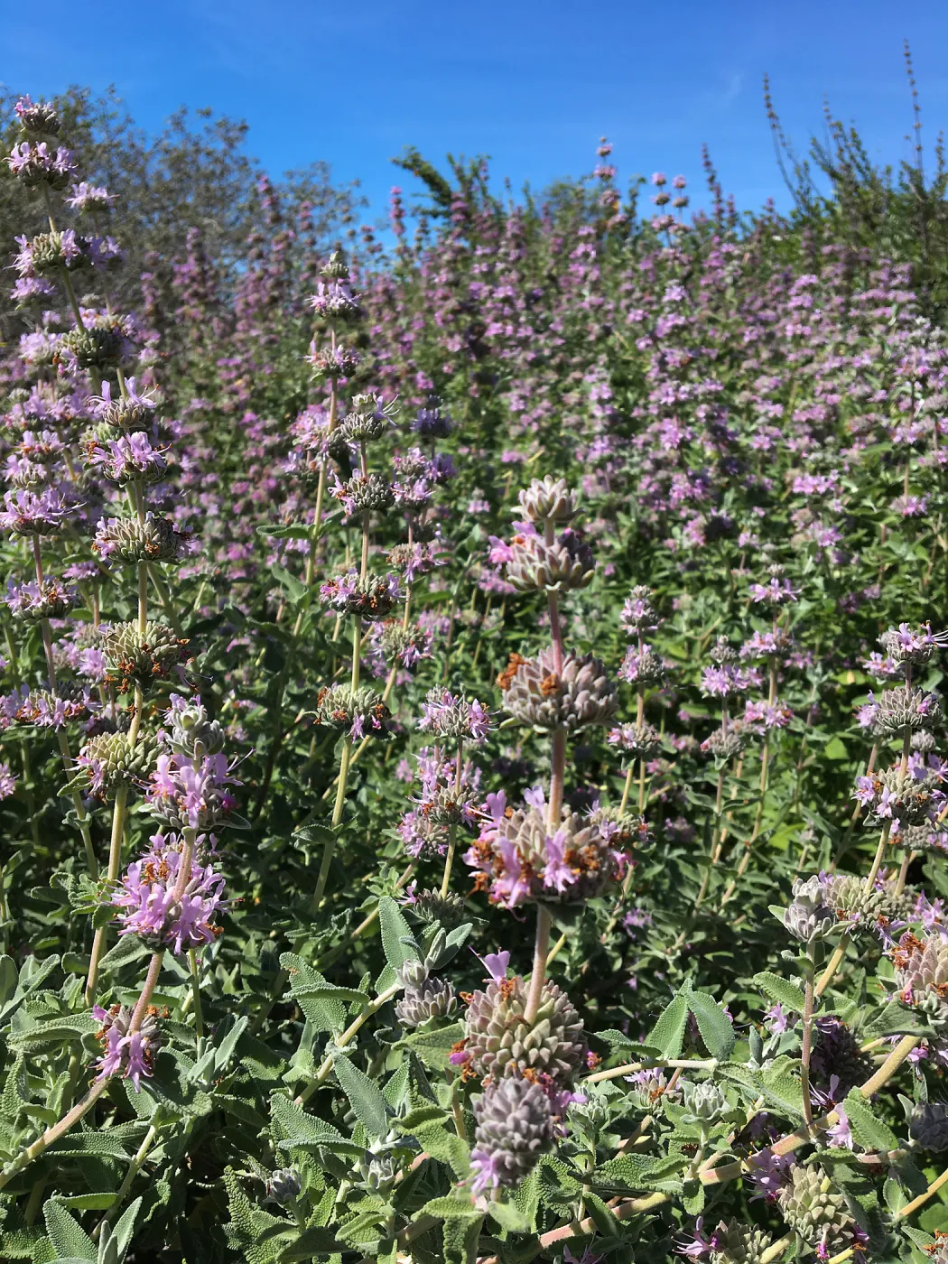 Salvia (Sage) leucophylla, Porter Trail