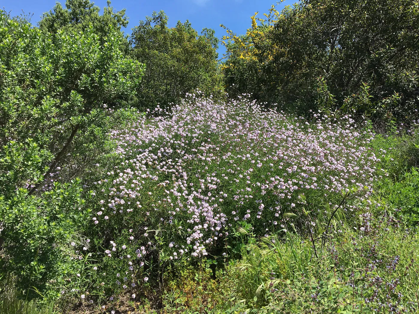Verbena â€˜Paseo Rancho', Porter Trail
