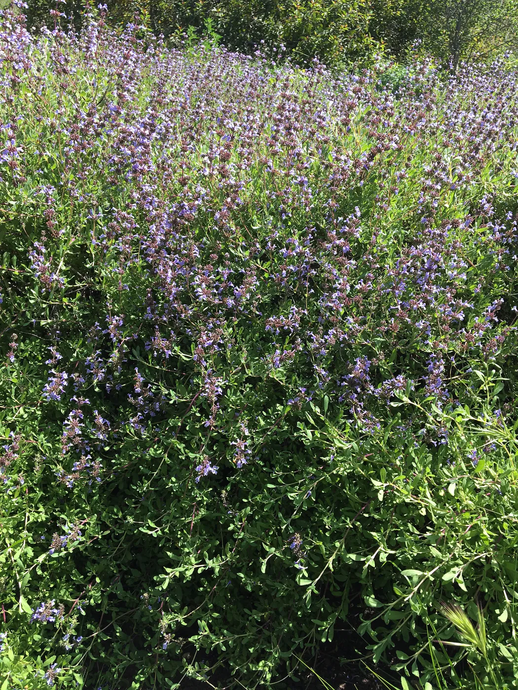 Salvia â€˜Emerald Cascade', Porter Trail