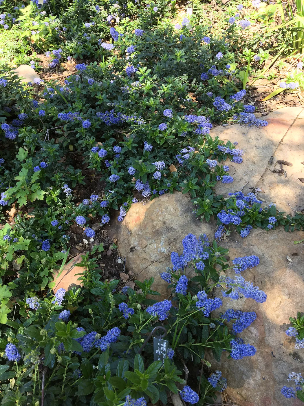 Ceanothus â€˜Joyce Coulter' in the Wooded Dell