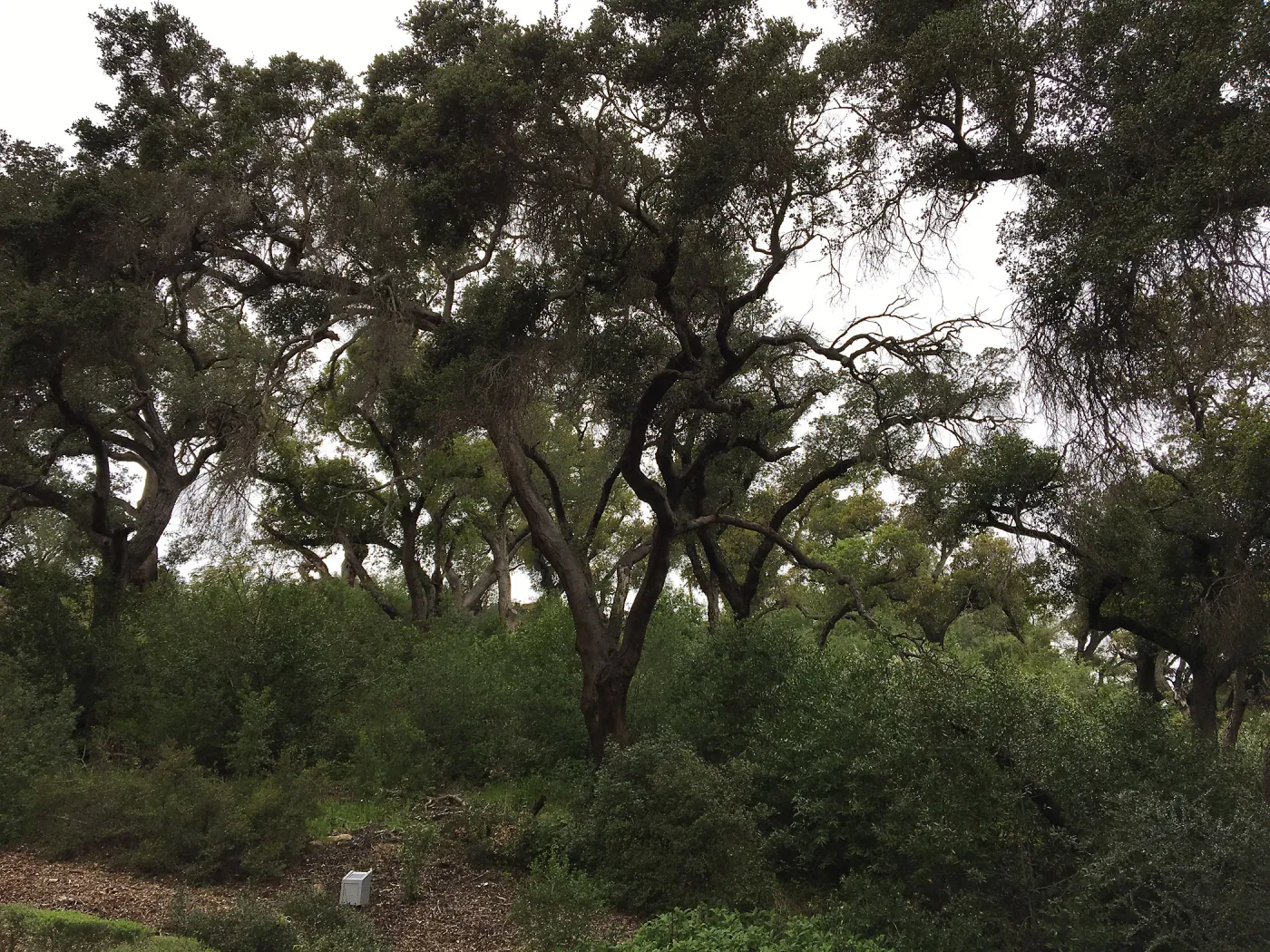Oak woodland behind Centennial Maze