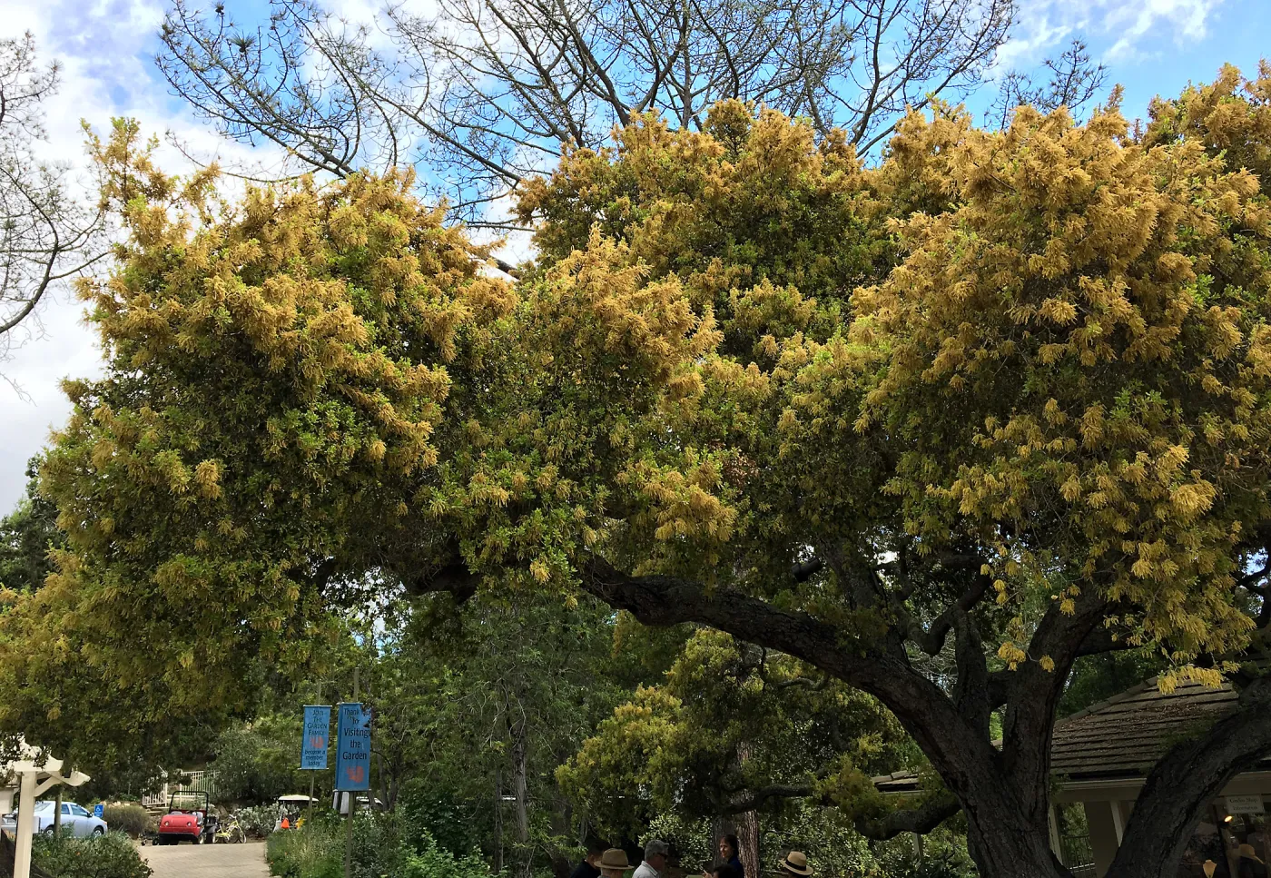 Quercus agrifolia (Coastal Live Oak) in bloom