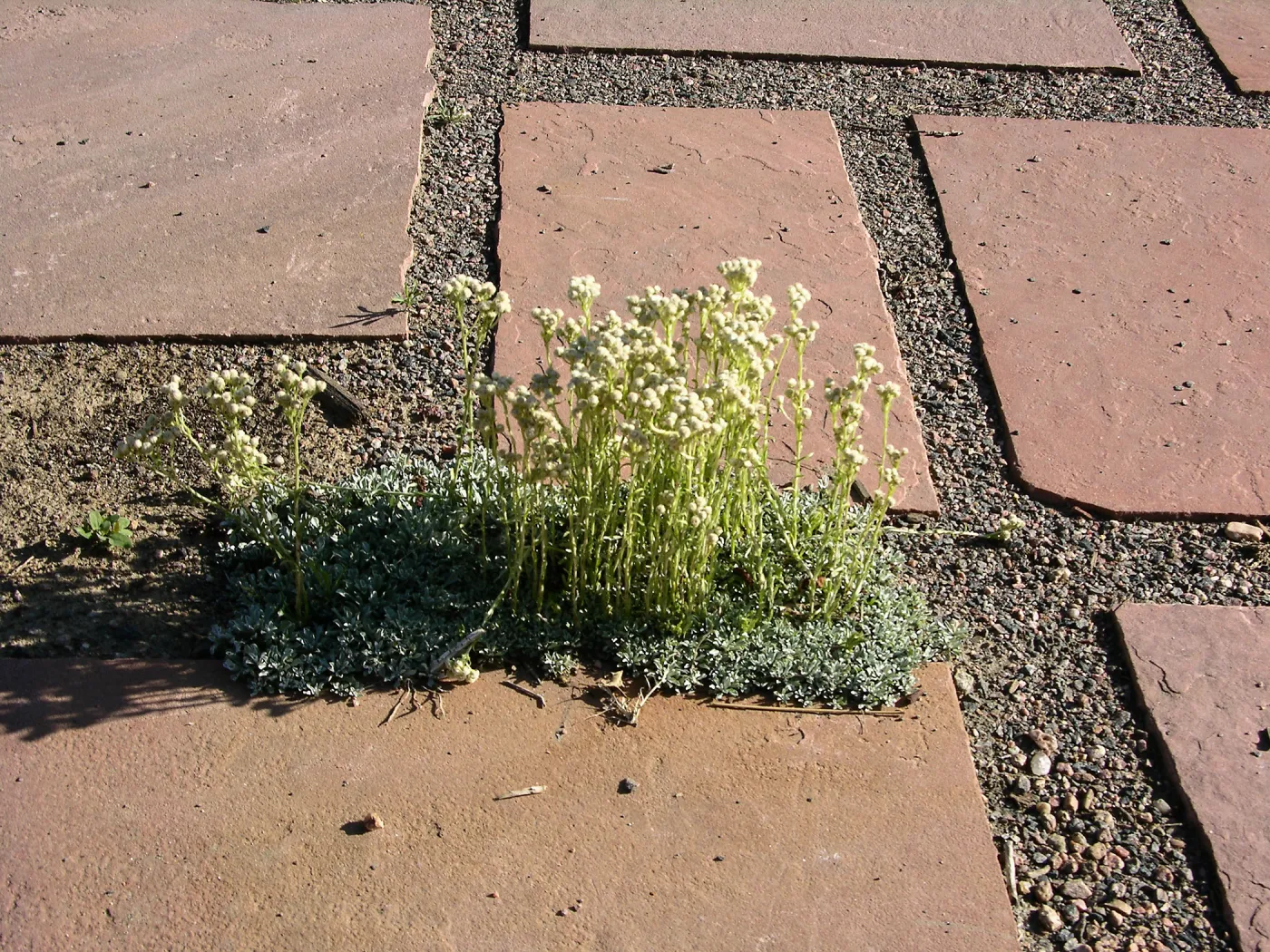 Patio Antennaria, Denver Botanic Garden