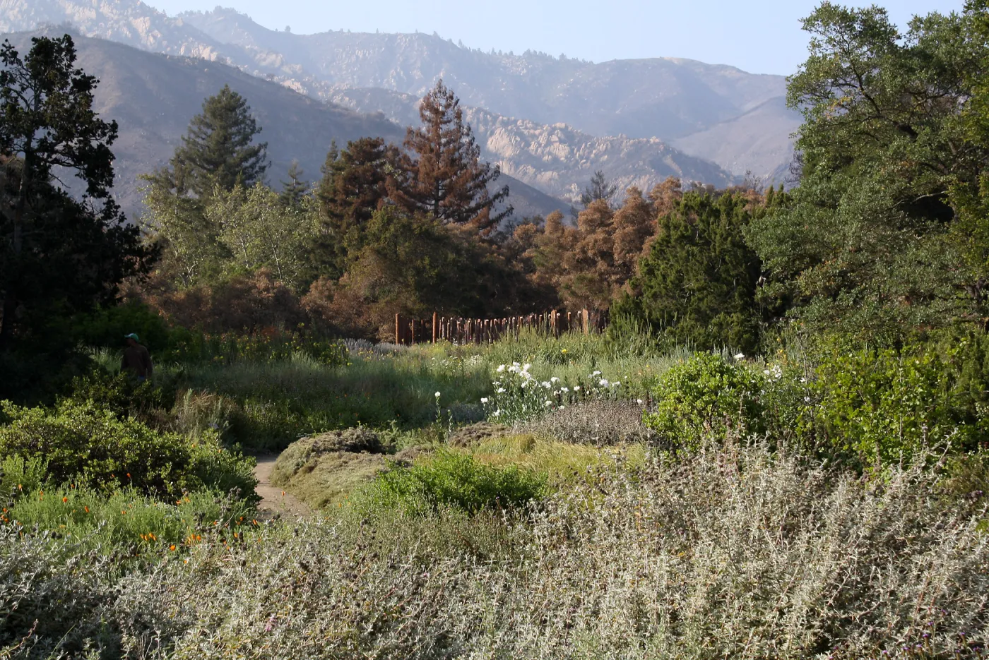 Meadow after Jesusita Fire, Herb Parker's â€˜Haven' labyrinth under construction