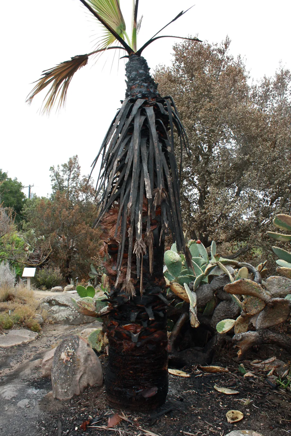 Burned Washingtonia palm in Desert Section after Jesusita Fire