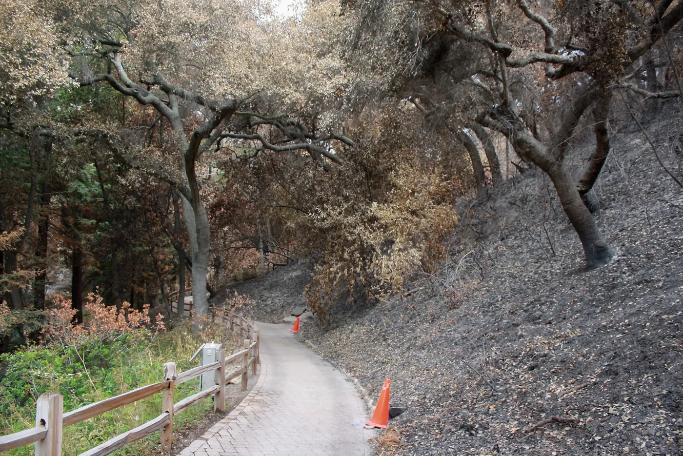 Redwood Trail after Jesusita Fire
