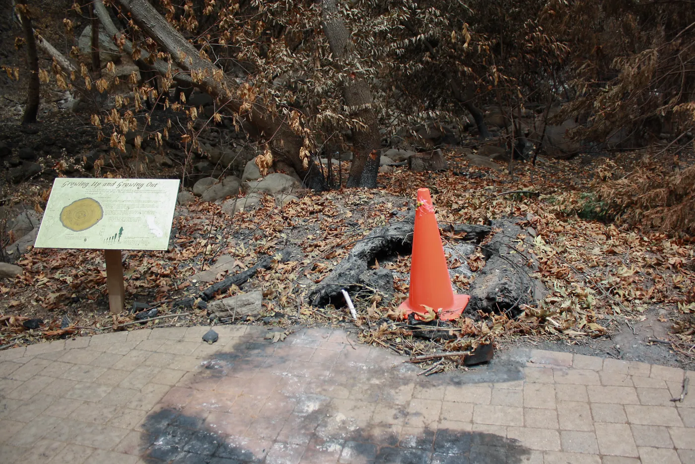 Site of Redwood Round after Jesusita Fire