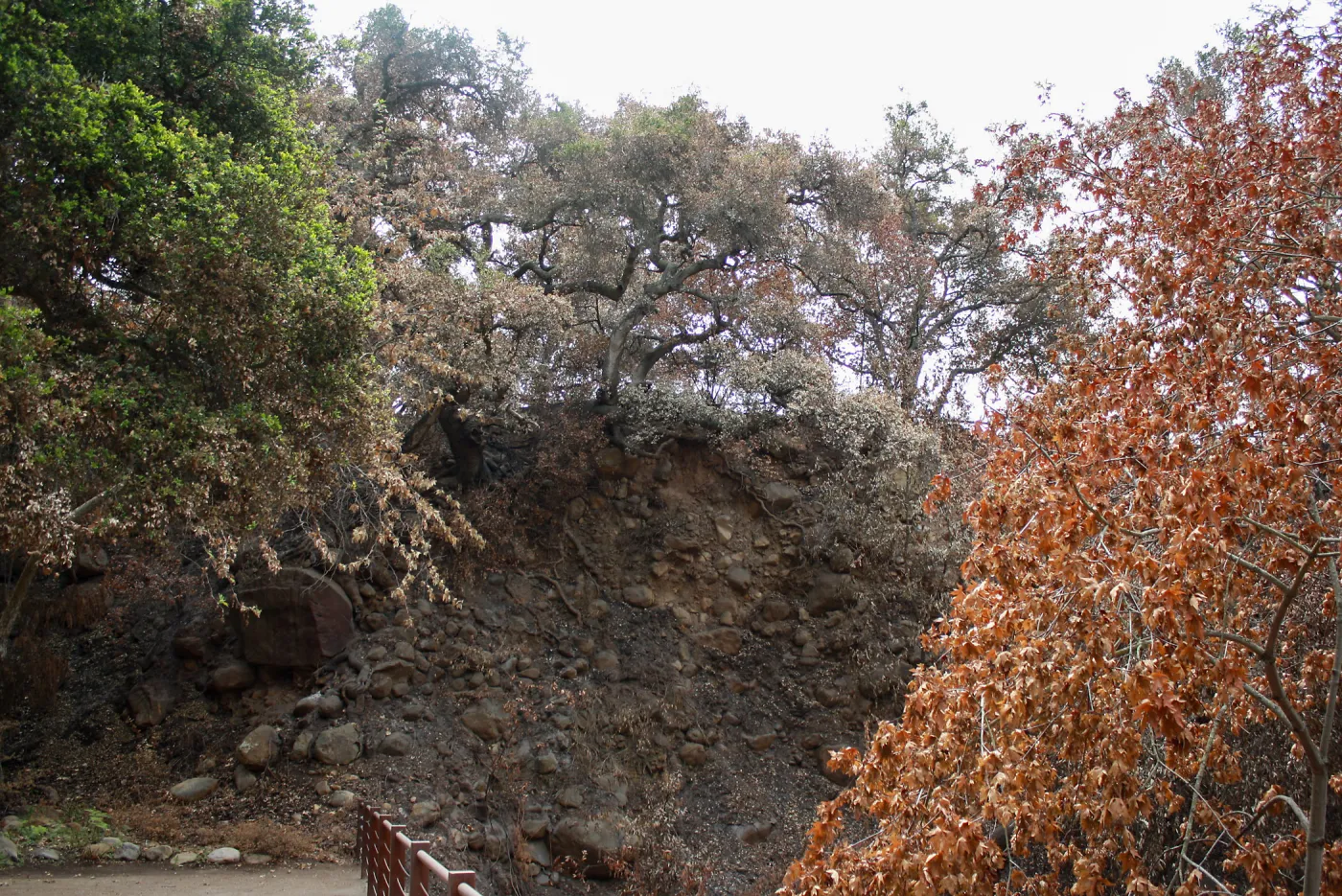 Canyon wall above Mission Dam after Jesusita Fire