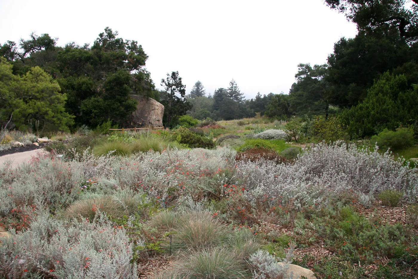 Meadow from Ground Cover Section