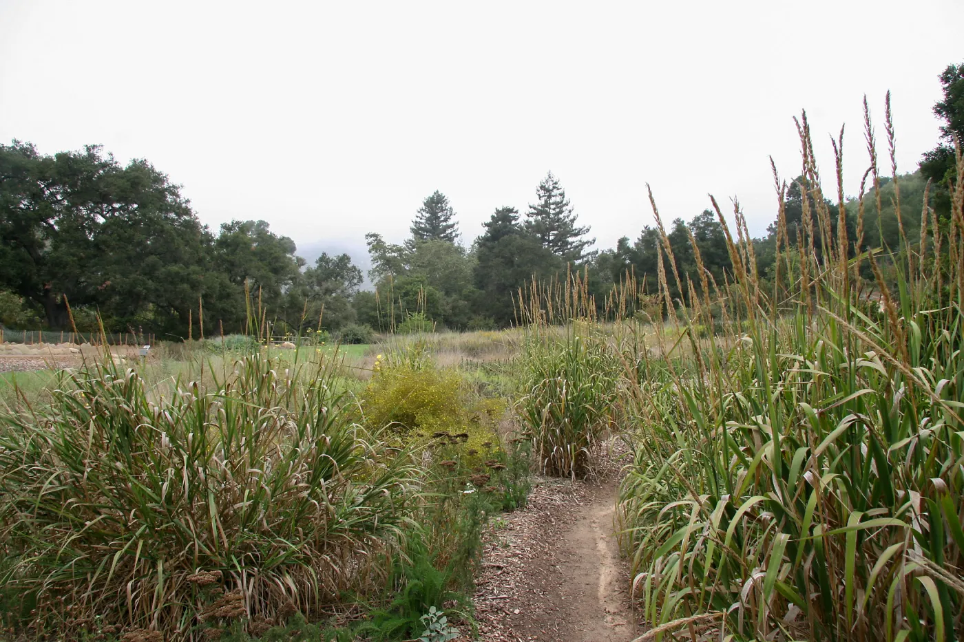 View from Holton Bench area across Meadow towards north