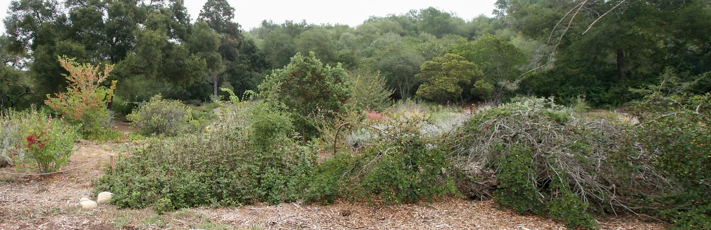 Meadow shrubs, top of Meadow