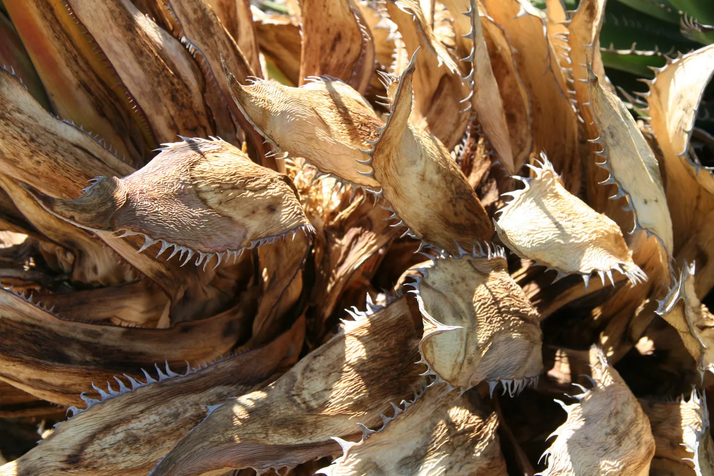 Dried agave (Century Plant) leaves