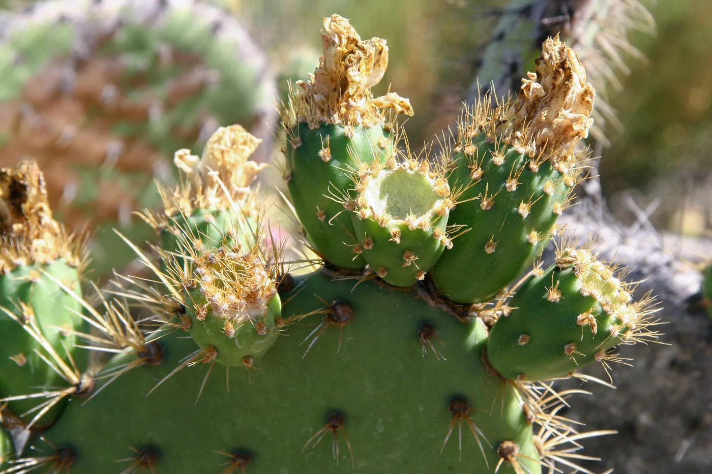 Opuntia (Prickly-pear)