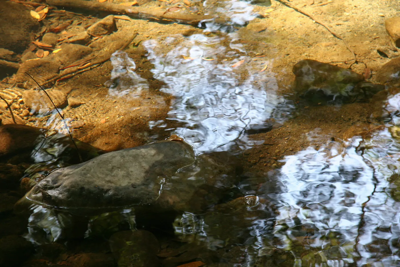 Water in Mission Creek
