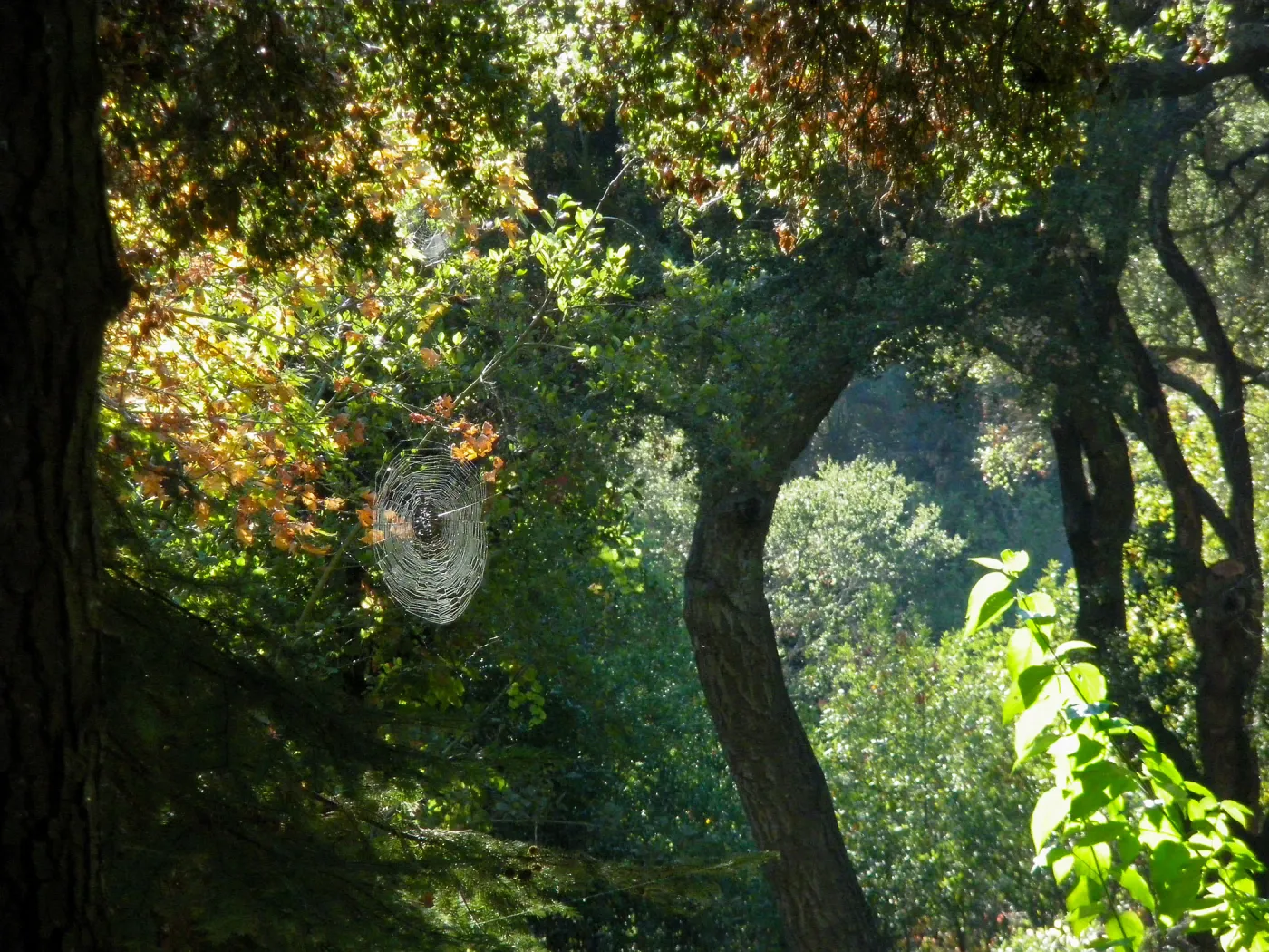 Spider web in Canyon Section