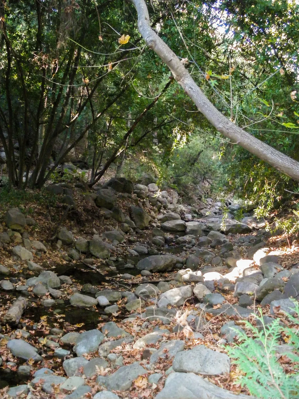 Mission Creek above Redwood Section