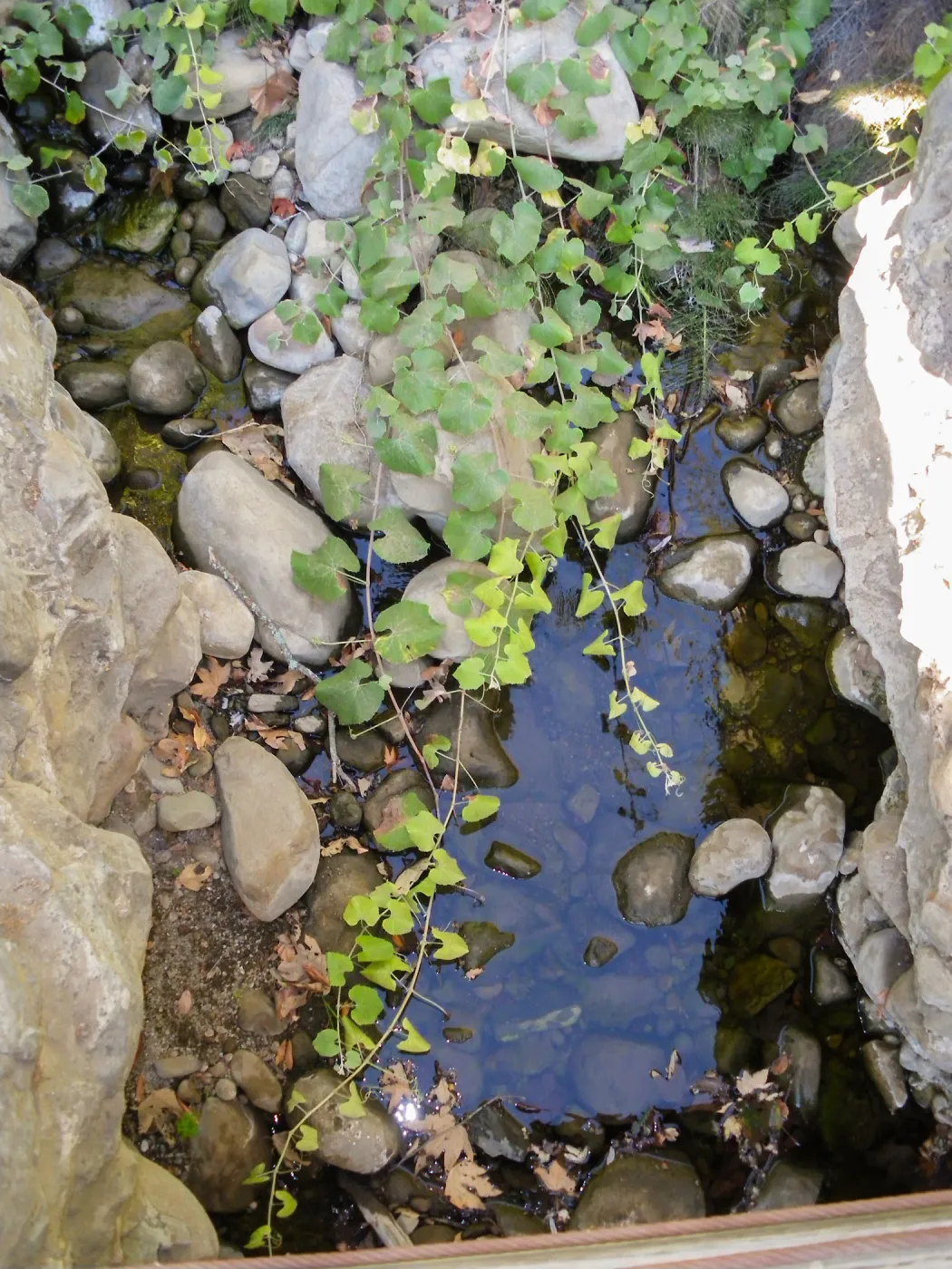 Grapes in creek bed above Mission Dam