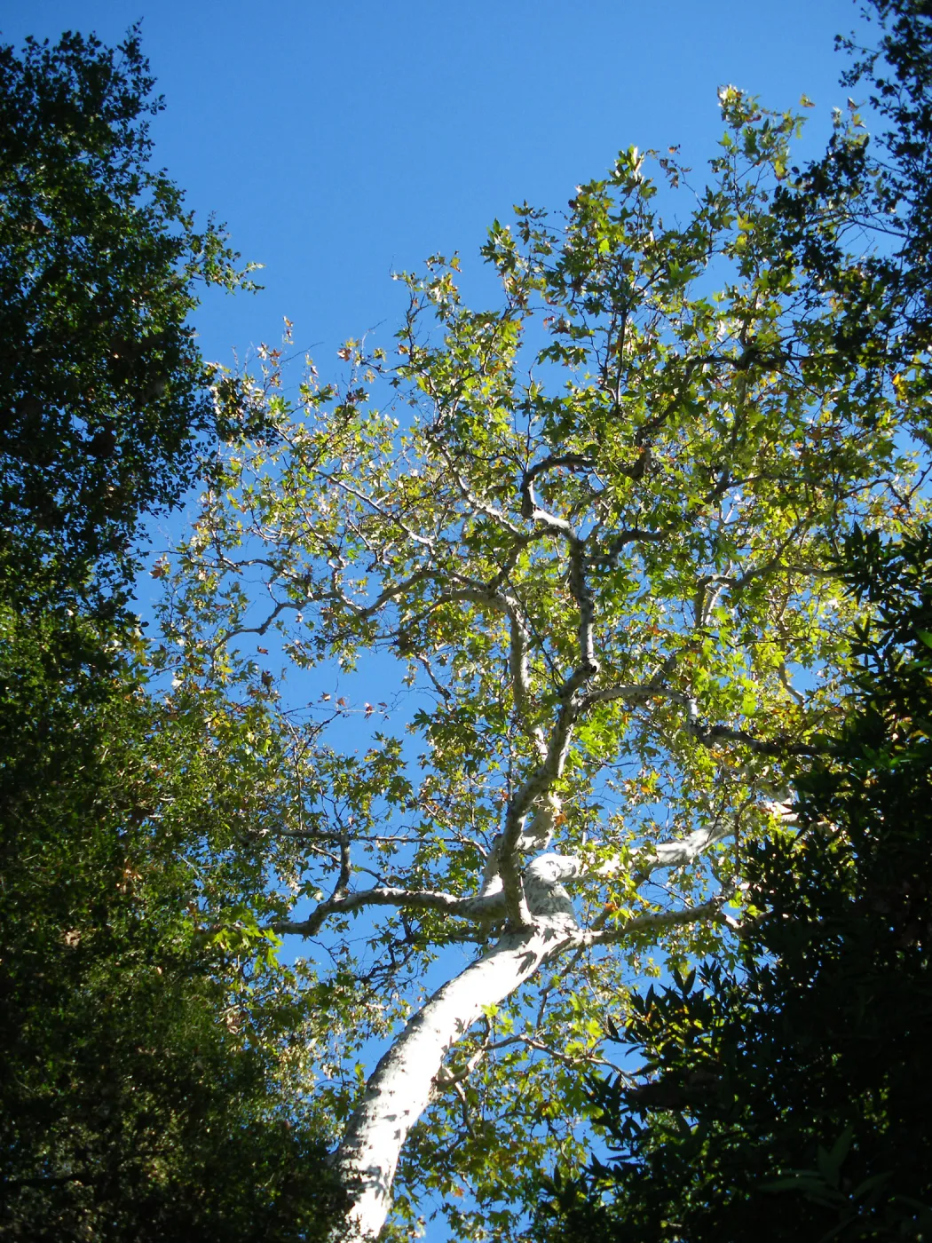 Sycamore in Canyon Section