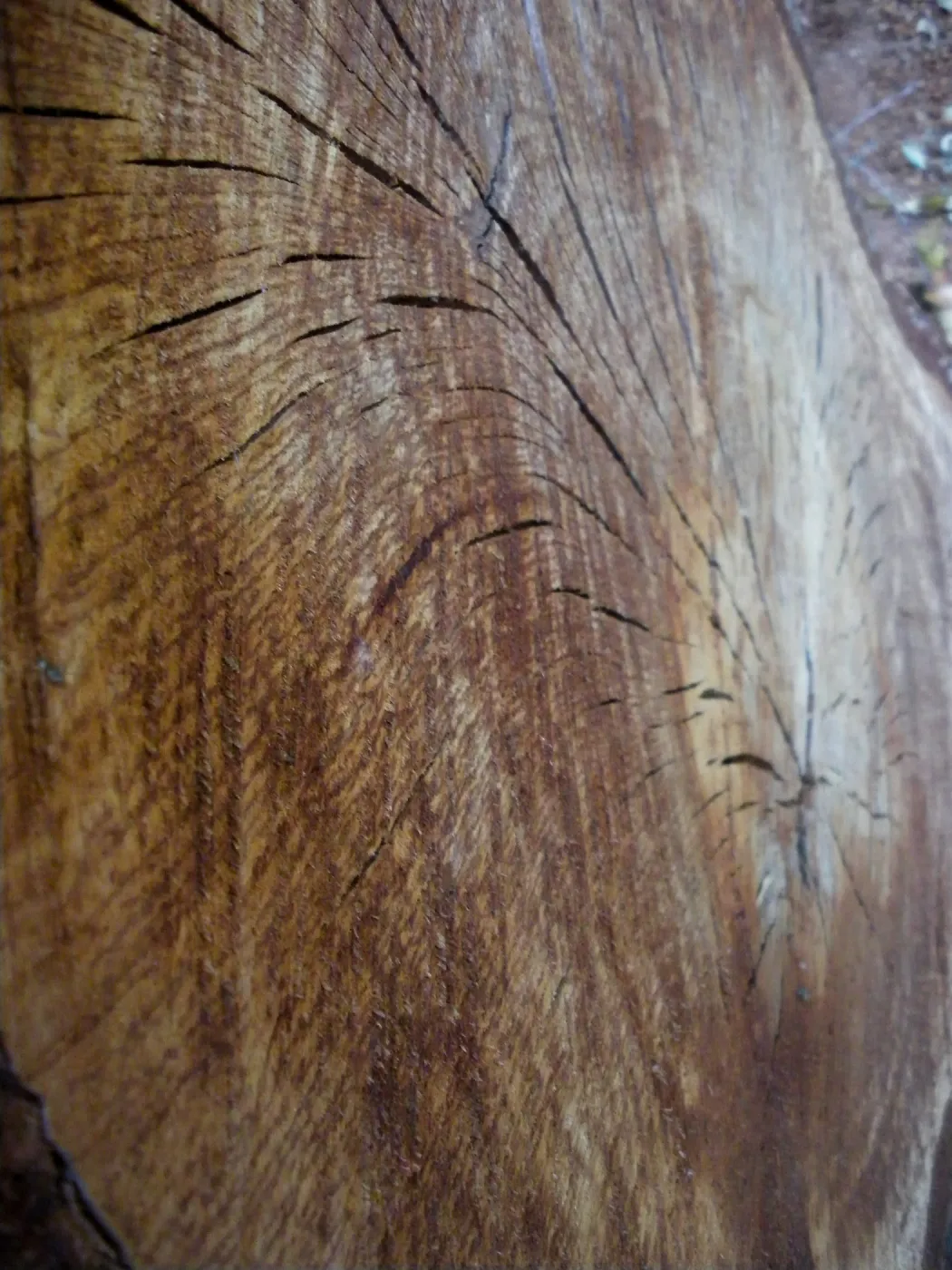 Cut tree trunk section