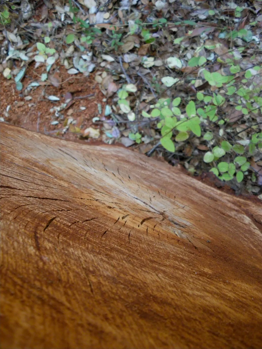 Cut tree trunk section