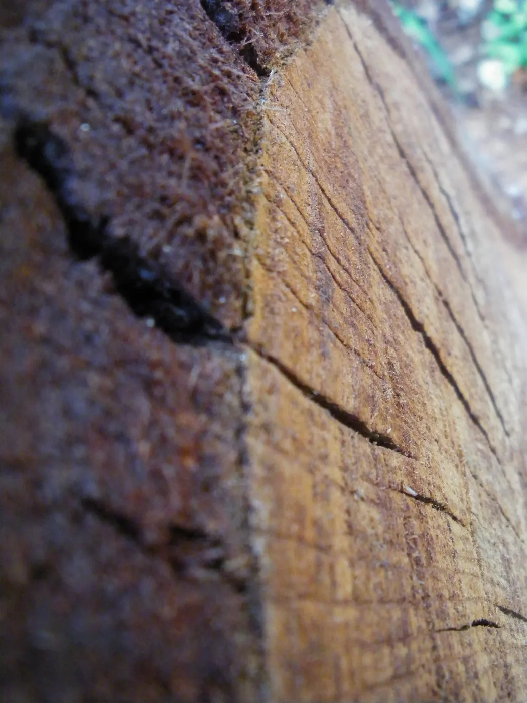 Cut tree trunk section