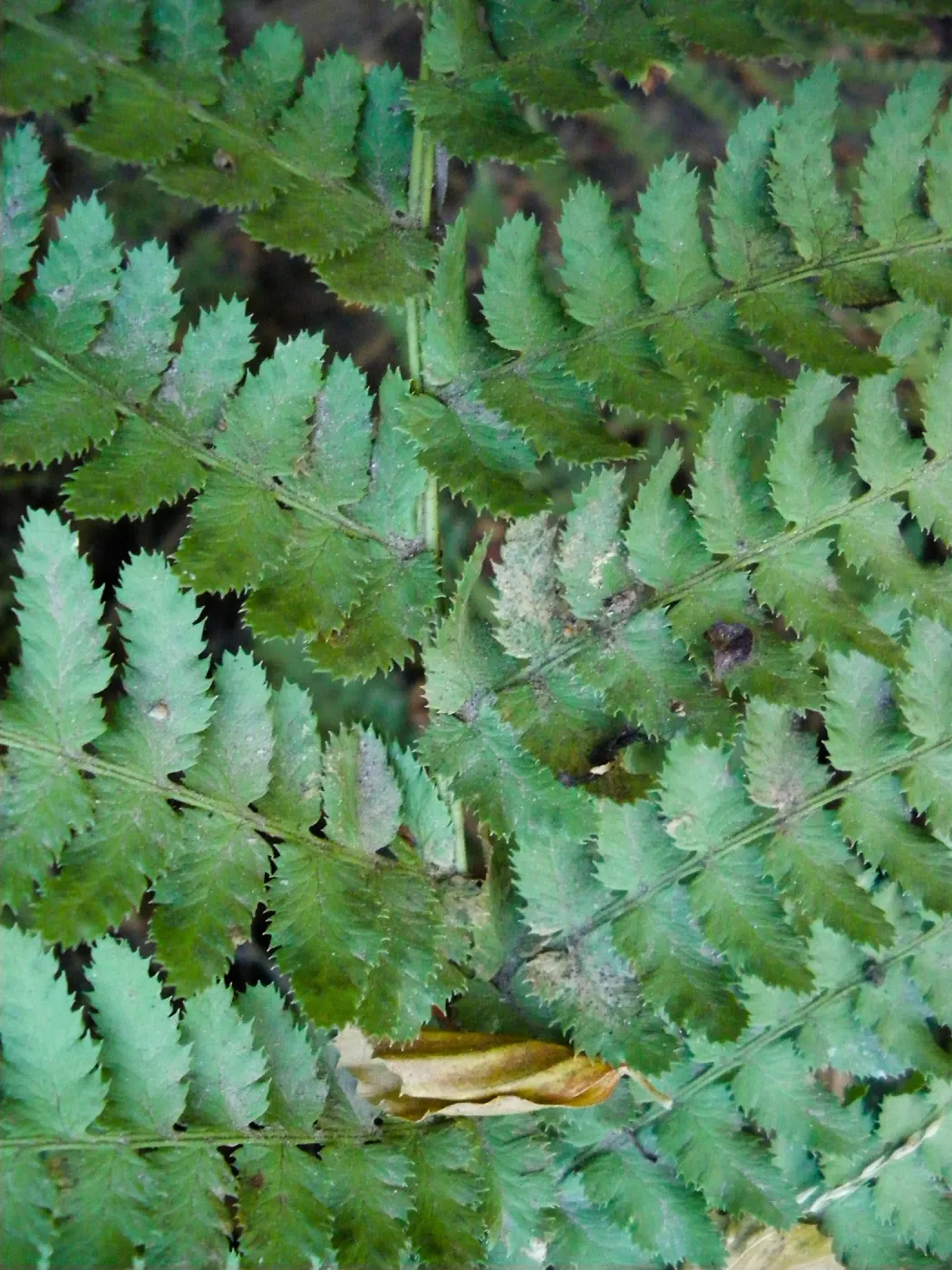 fern detail