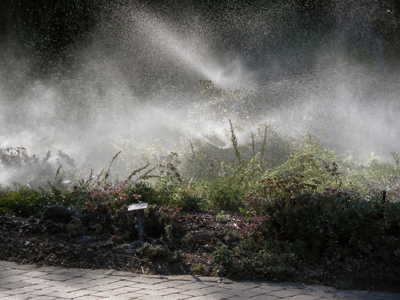 Sprinklers in Gorund Cover Section