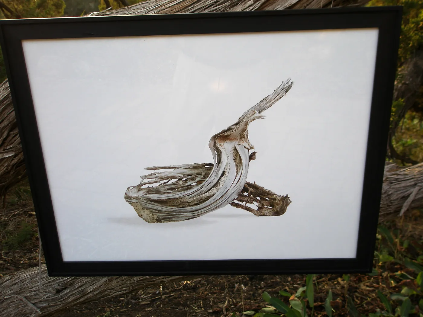 â€˜Botanic Gardens 2' by David Gala, Art from the Ashes