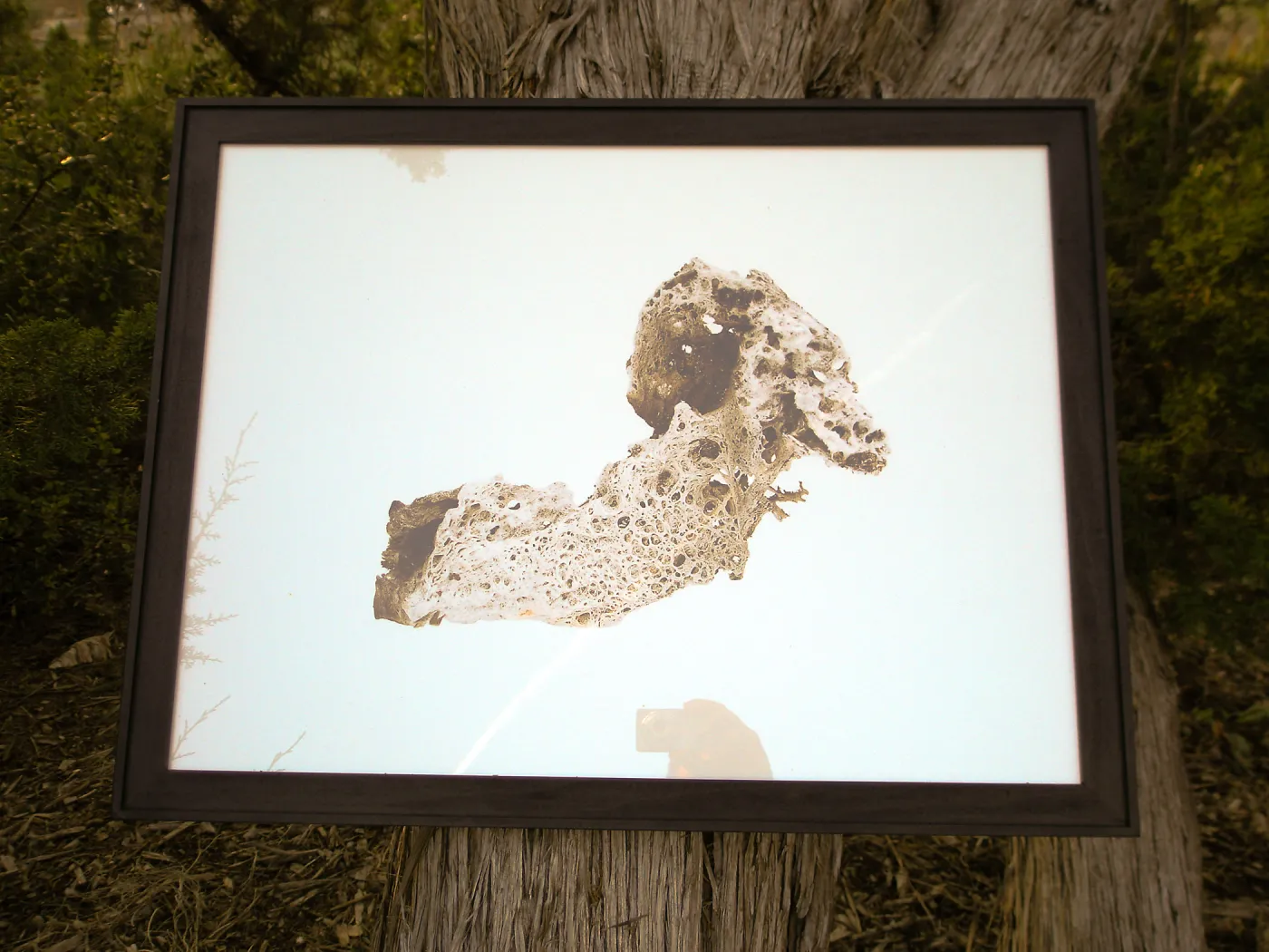 Photograph by David Gala, Art from the Ashes