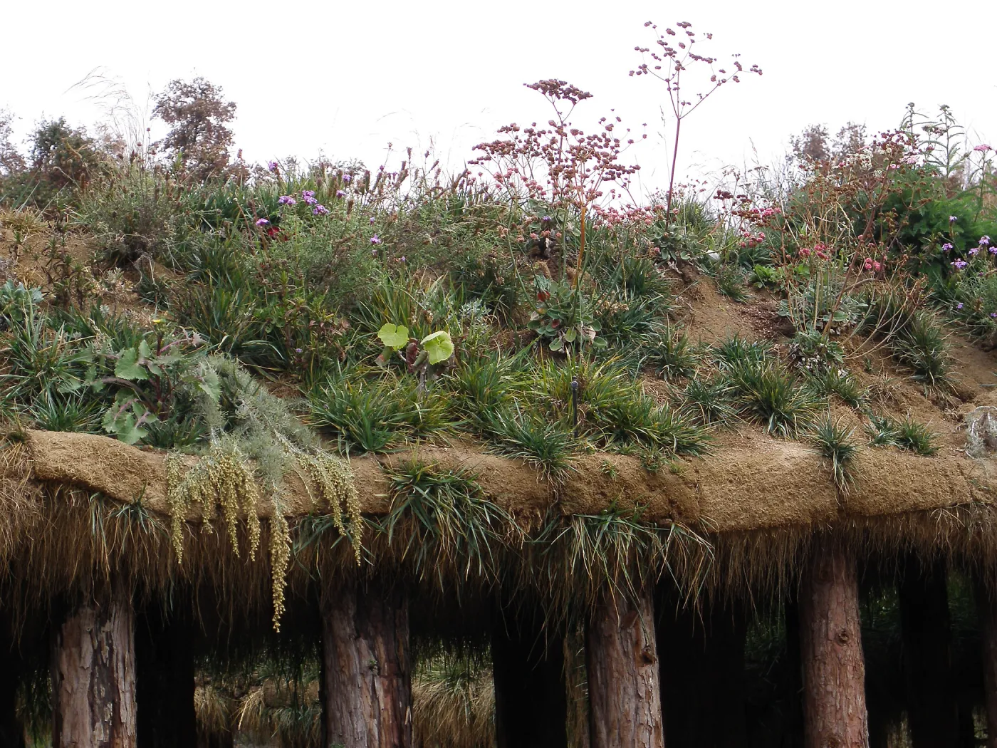 Exterior planted roof, Herb Parker's Labyrinth