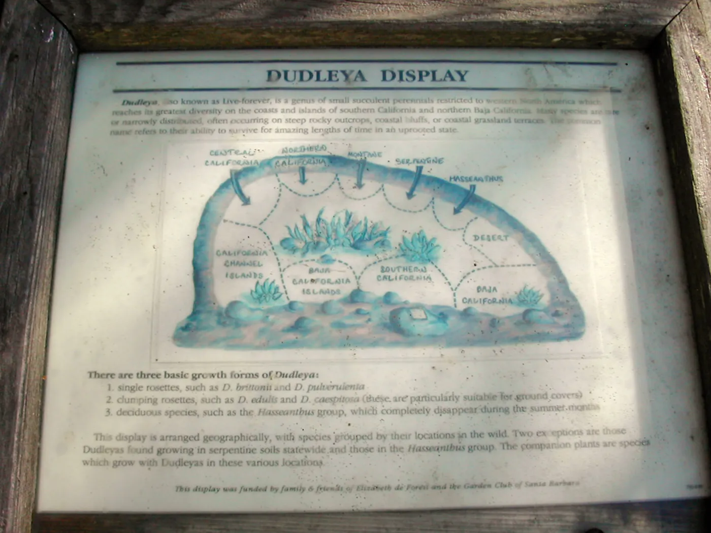 Dudleya Display Interpretive signage
