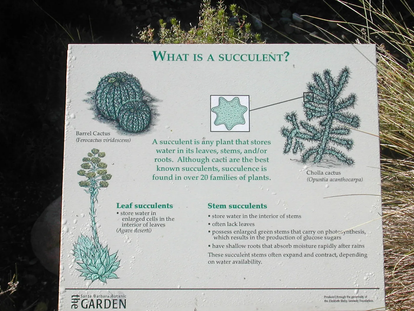 â€œWhat is a Succulent?â€ interpretive signage