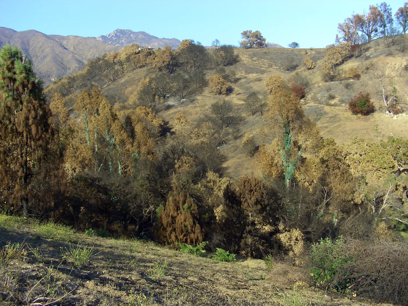 Tree regrowth on Cavalli property 3 months after Jesusita Fire