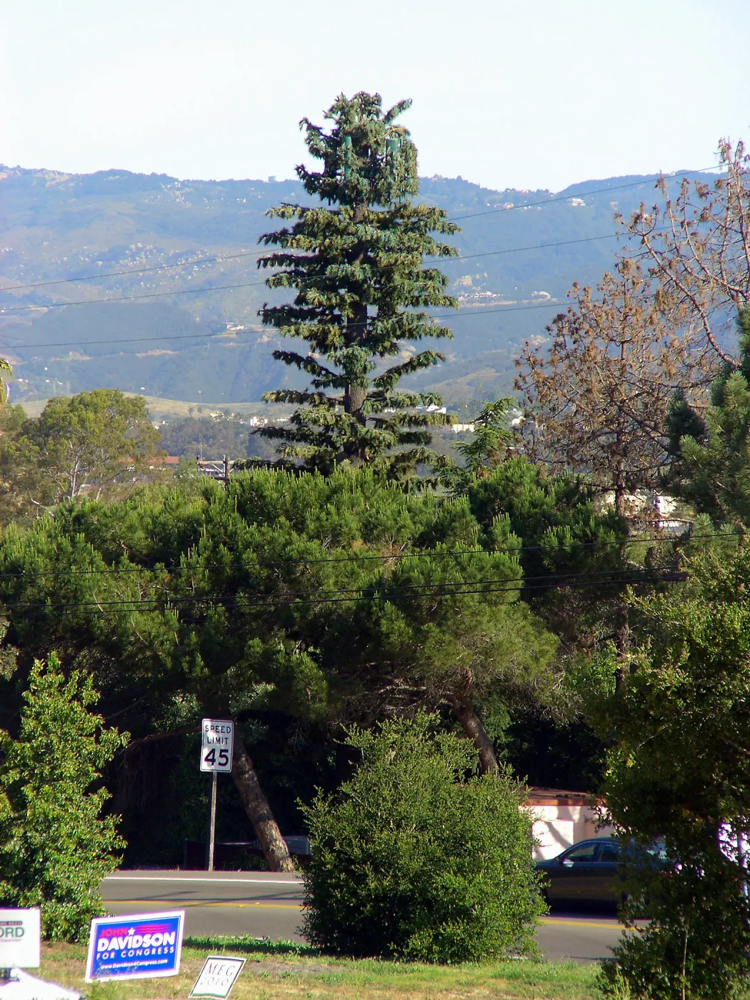 Pinus turrimcellulam, 4000A Modoc Road