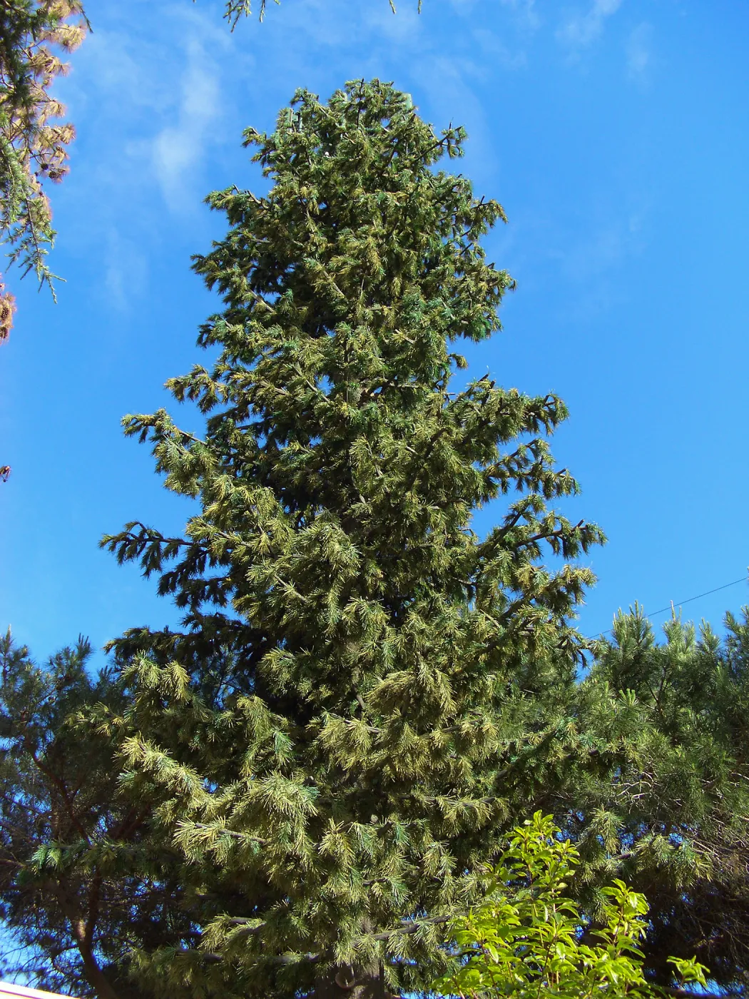 Pinus turrimcellulam, 4000A Modoc Road