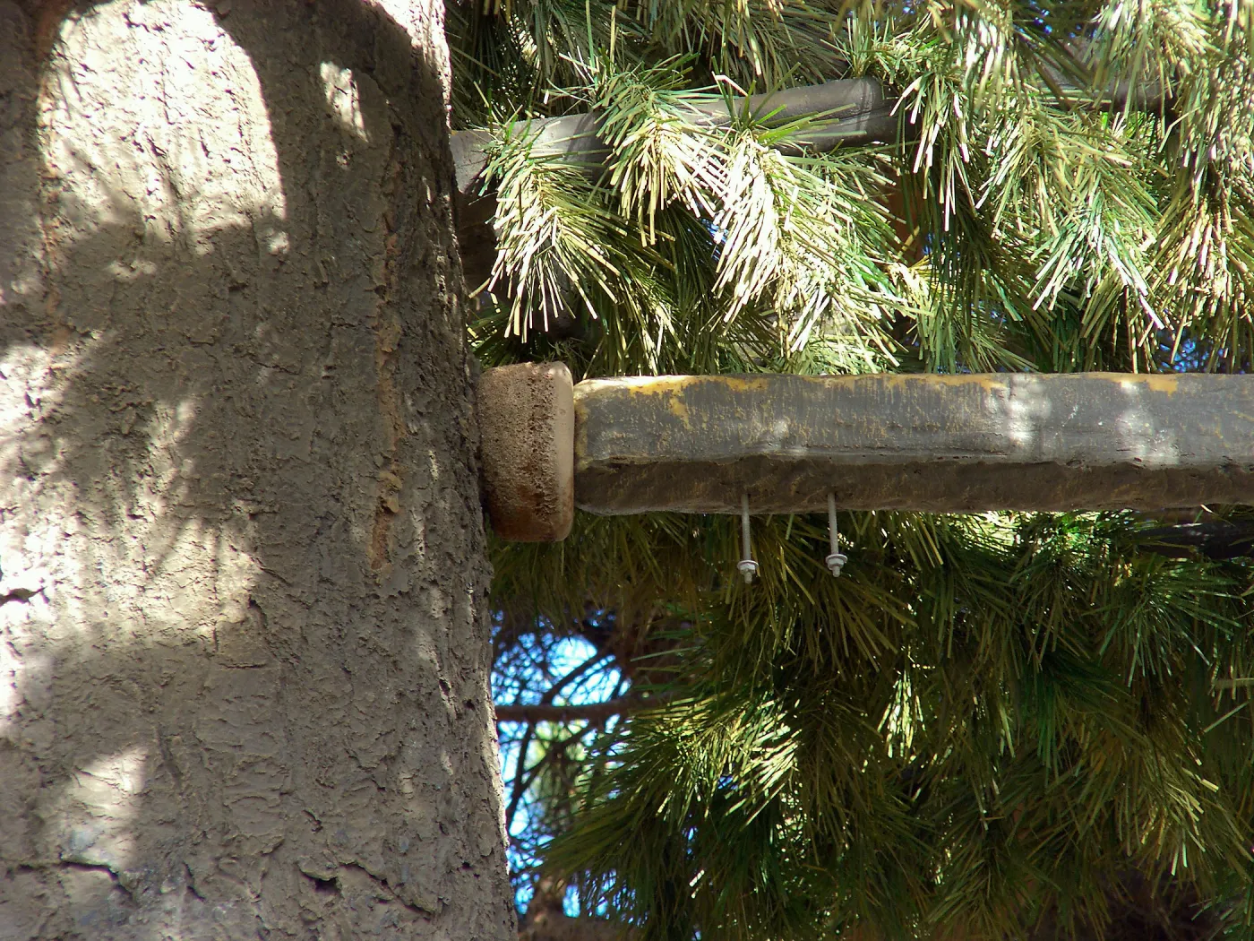 Pinus turrimcellulam, 4000A Modoc Road