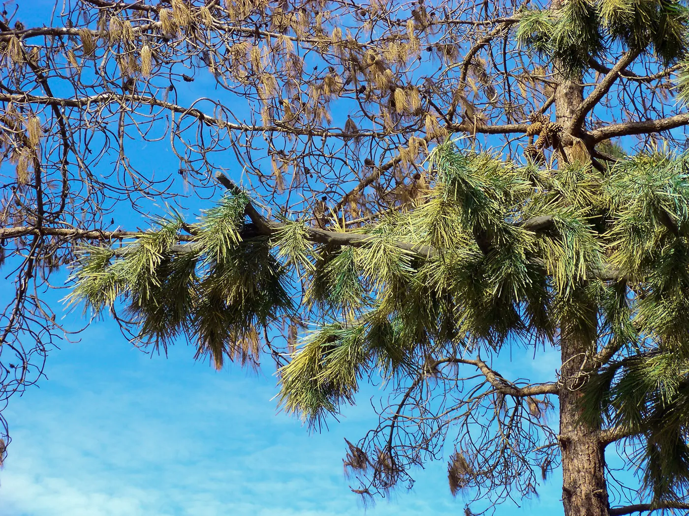 Pinus turrimcellulam, 4000A Modoc Road