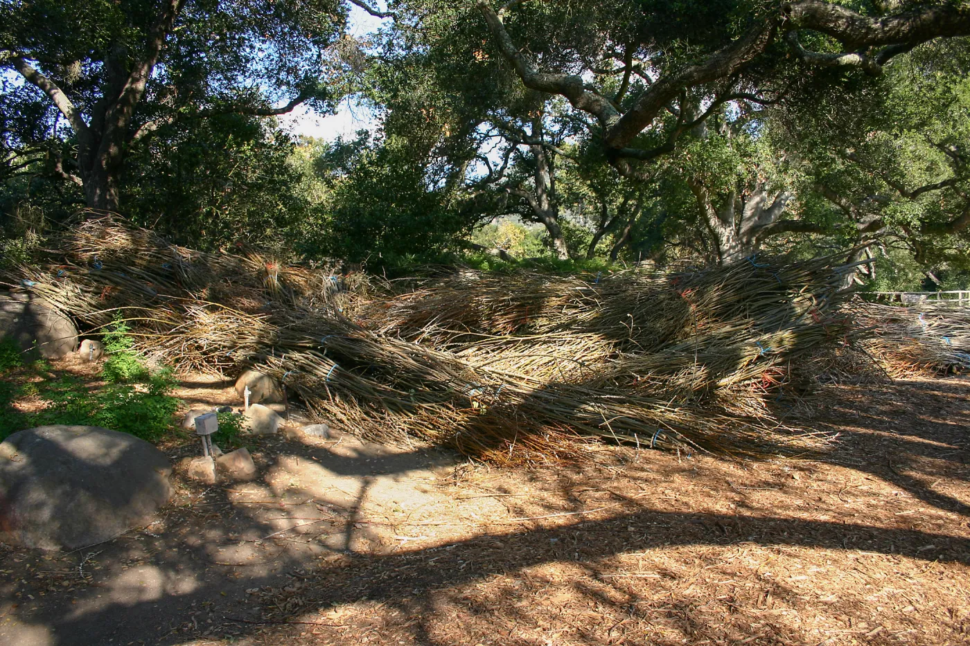 Toad Hall Construction, saplings stored at Meadow Oaks
