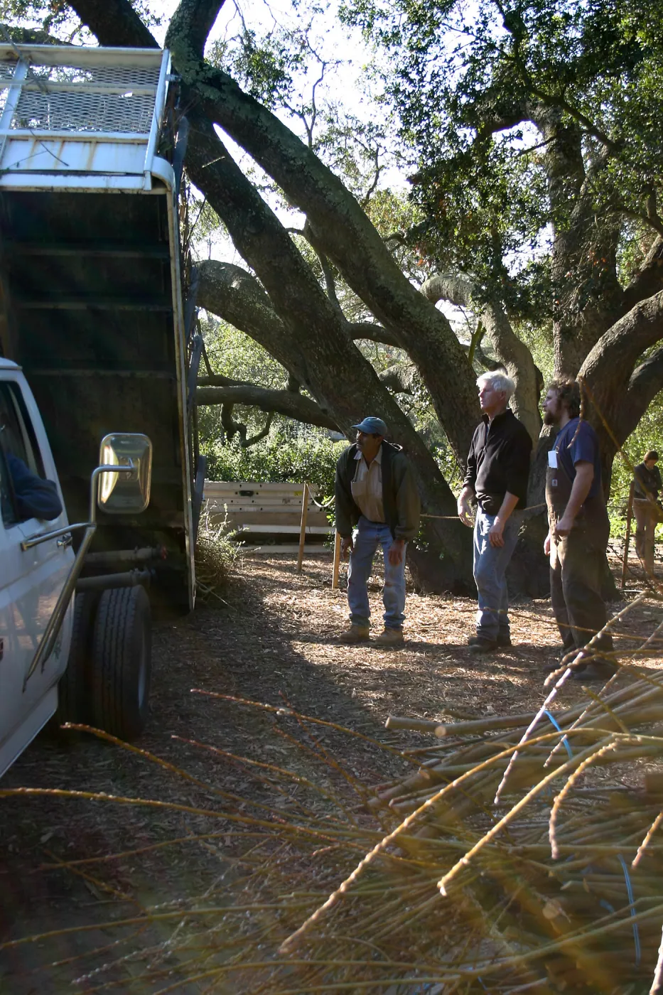 Toad Hall Construction, delivering saplings