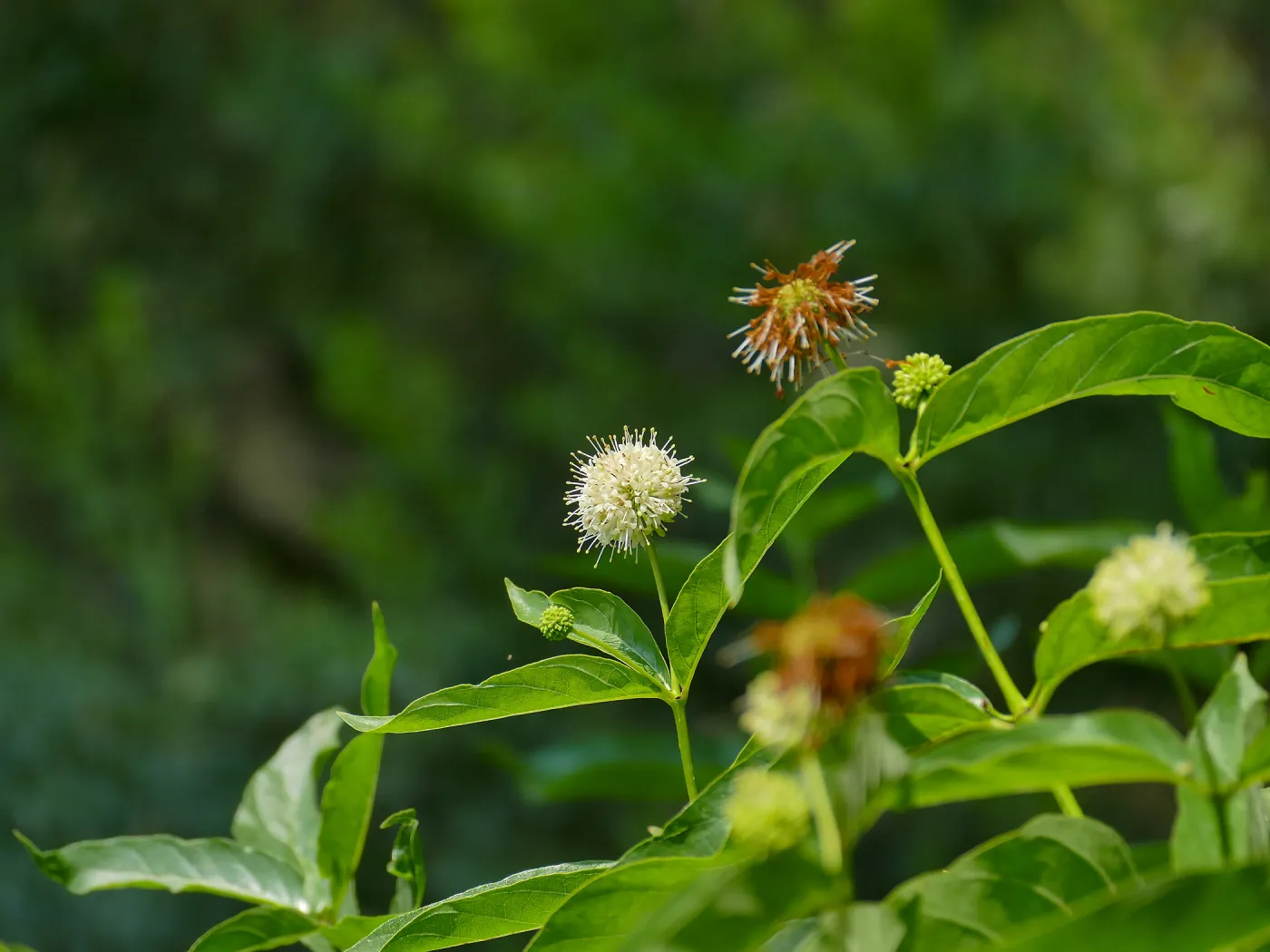 Button Bush