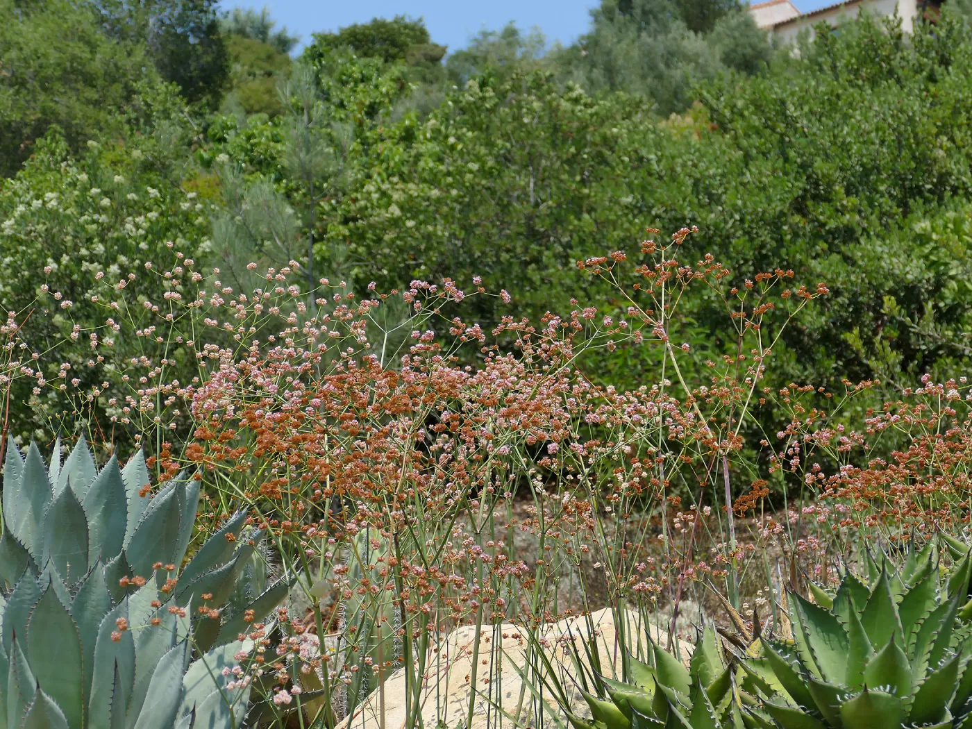 Eriogonum grande var. rubescens