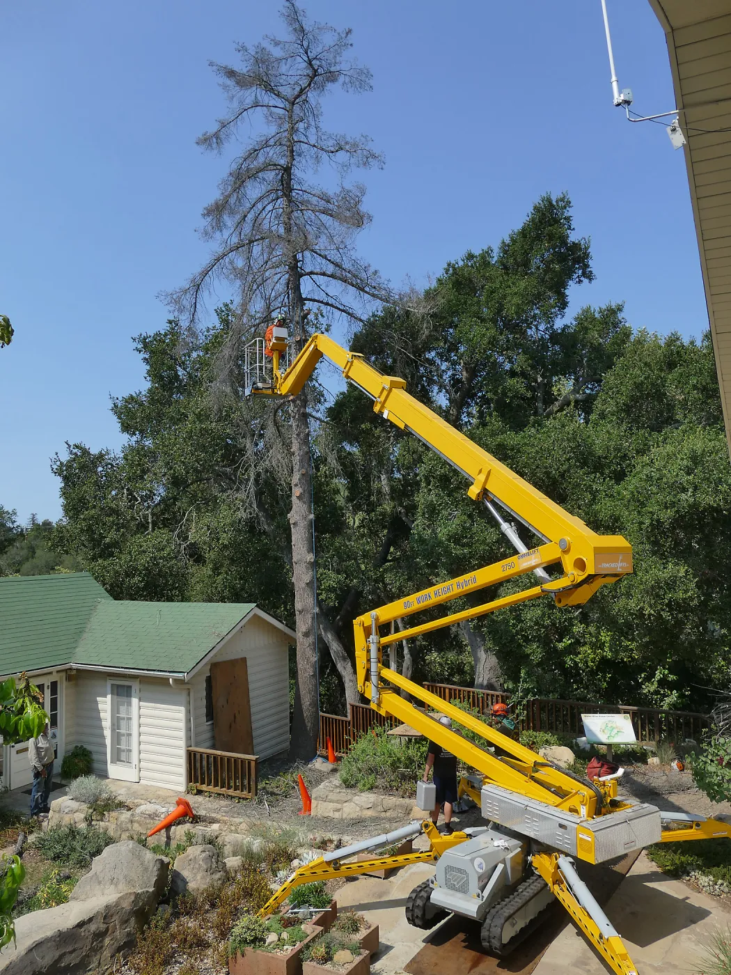 Removal of Bigcone Pine at Cottage