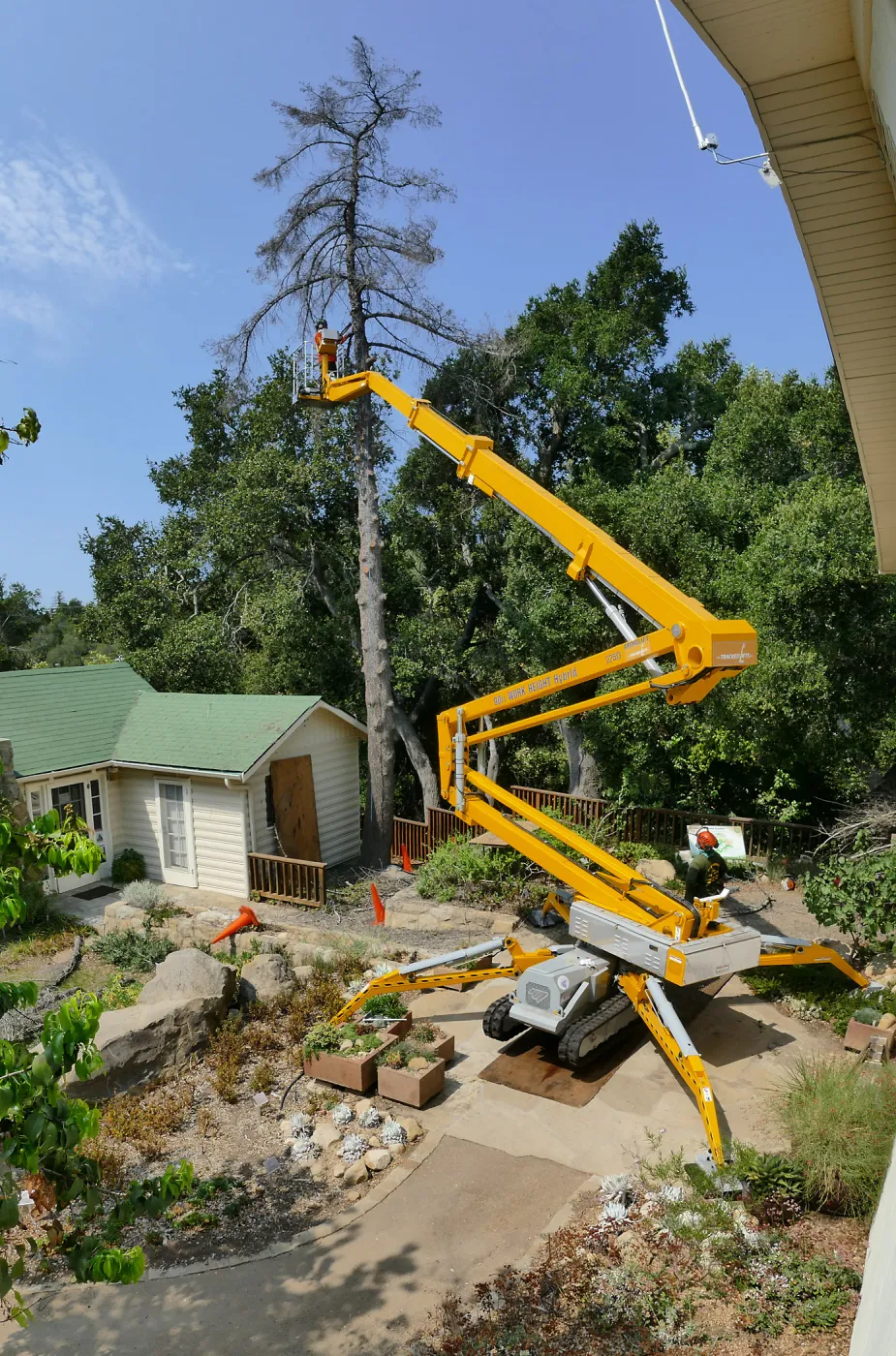 Removal of Bigcone Pine at Cottage