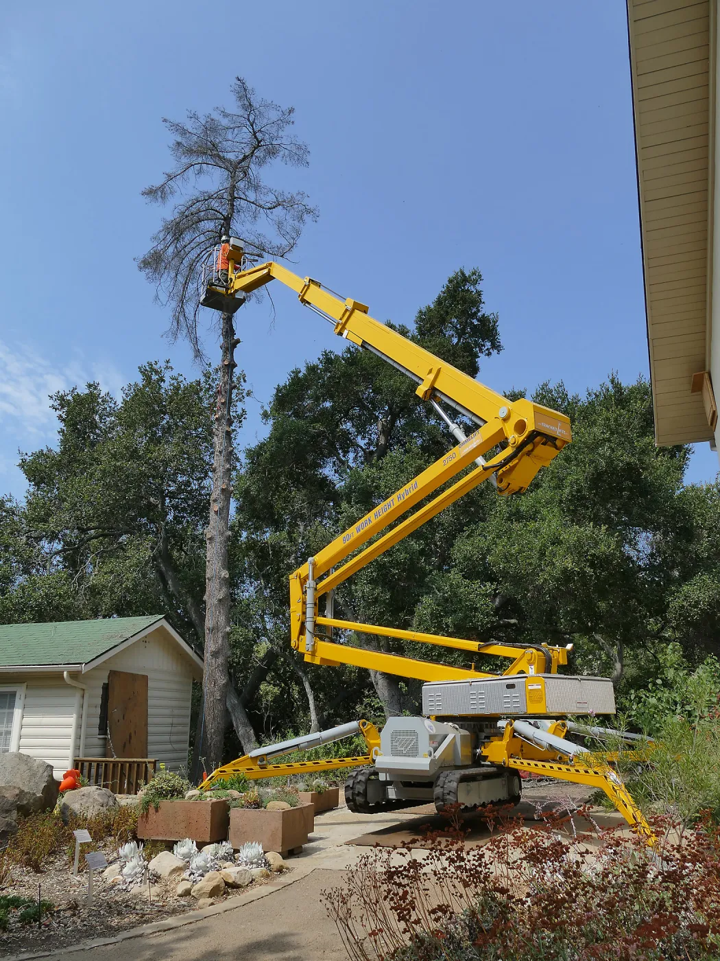 Removal of Bigcone Pine at Cottage
