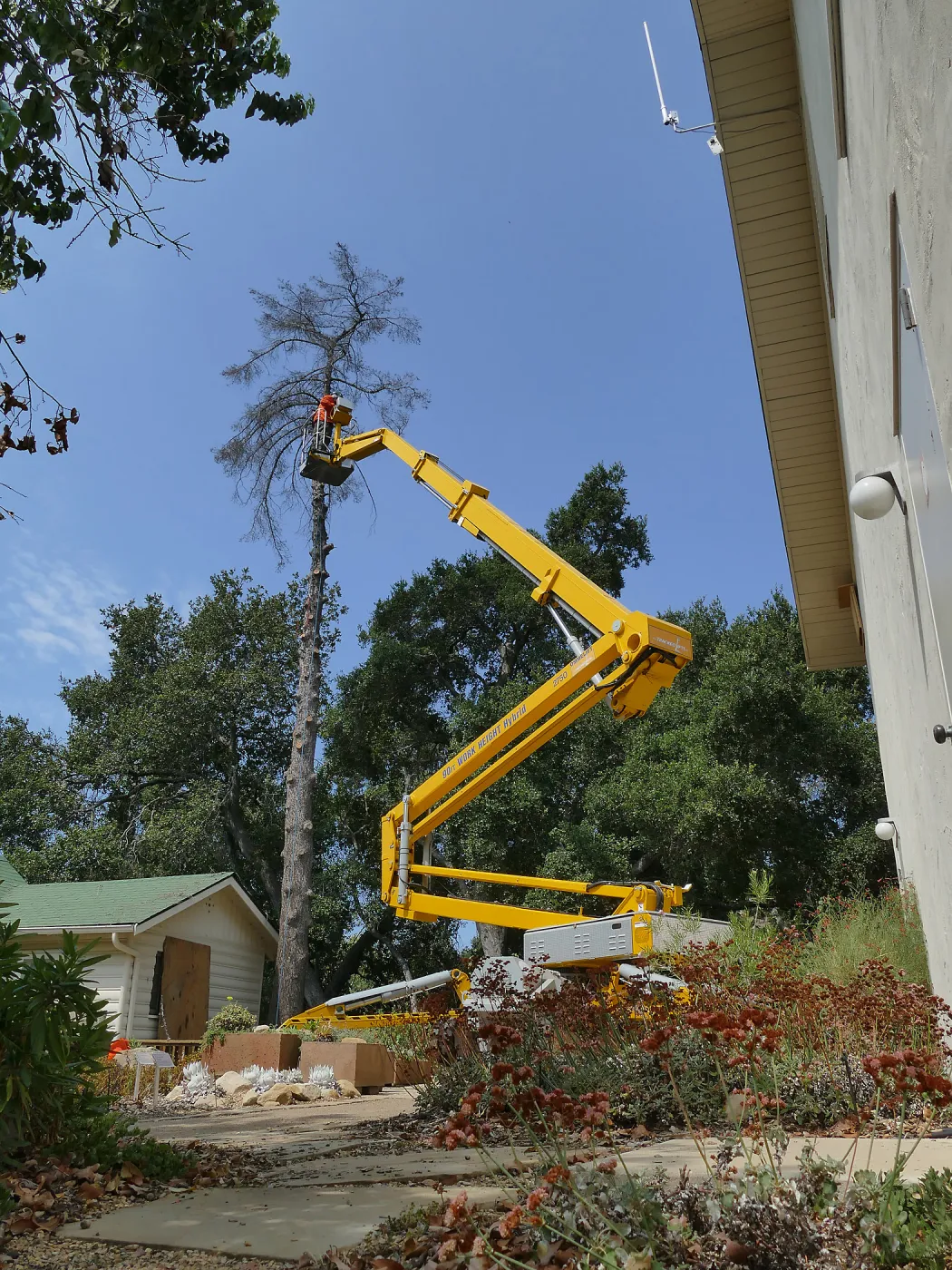Removal of Bigcone Pine at Cottage