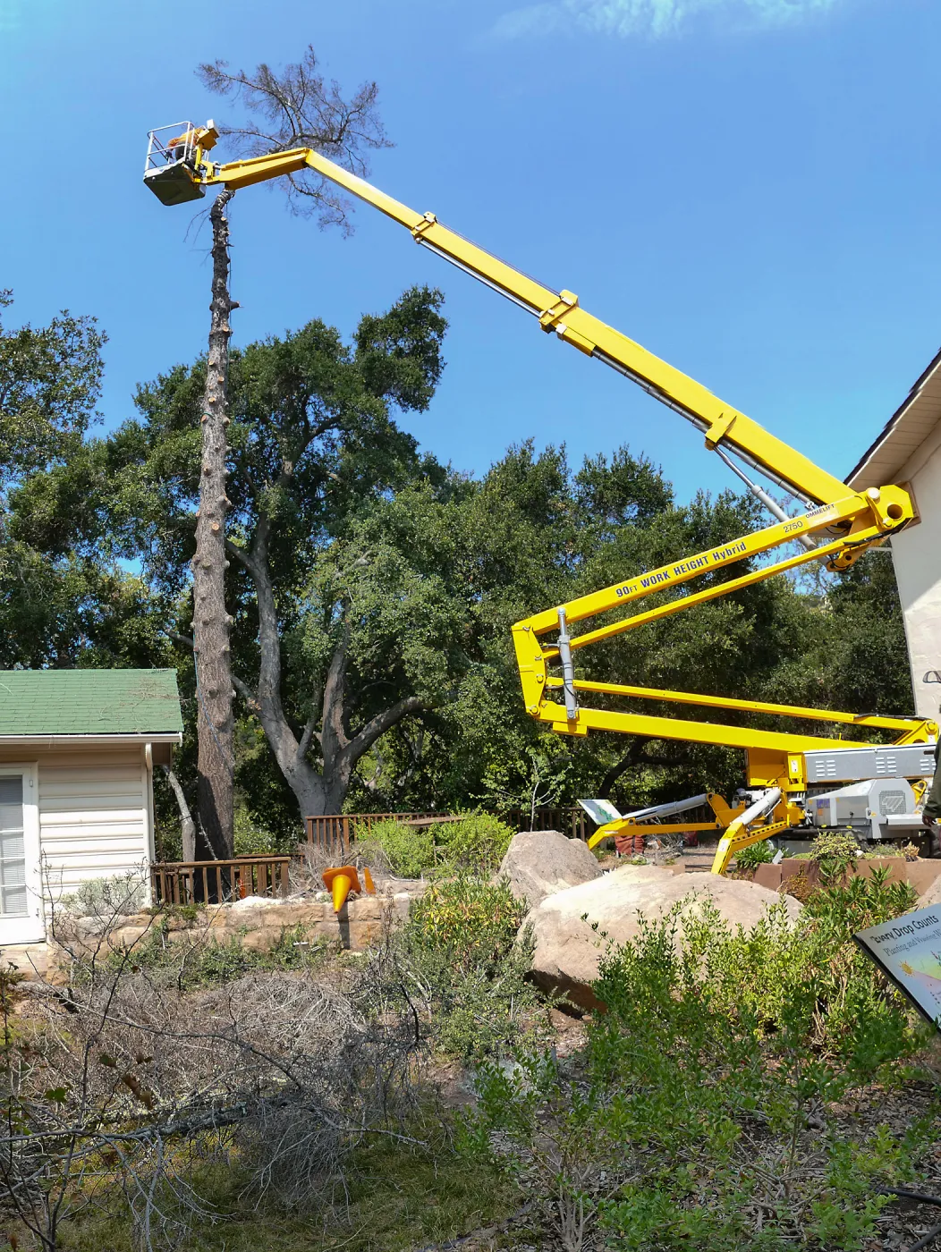 Removal of Bigcone Pine at Cottage