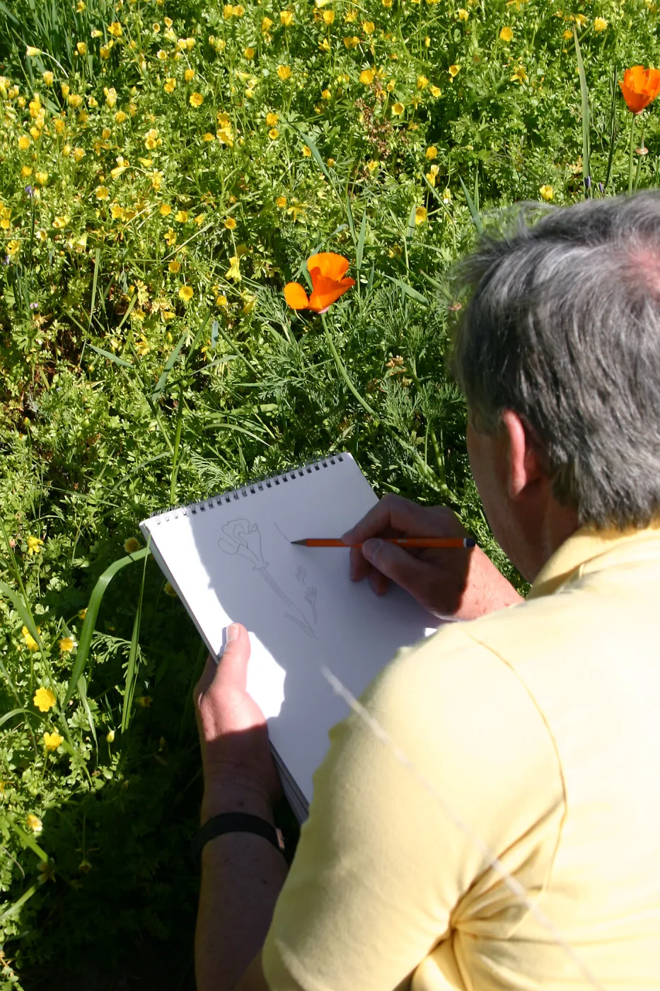 Patrick O'Hara sketching a poppy in the Meadow