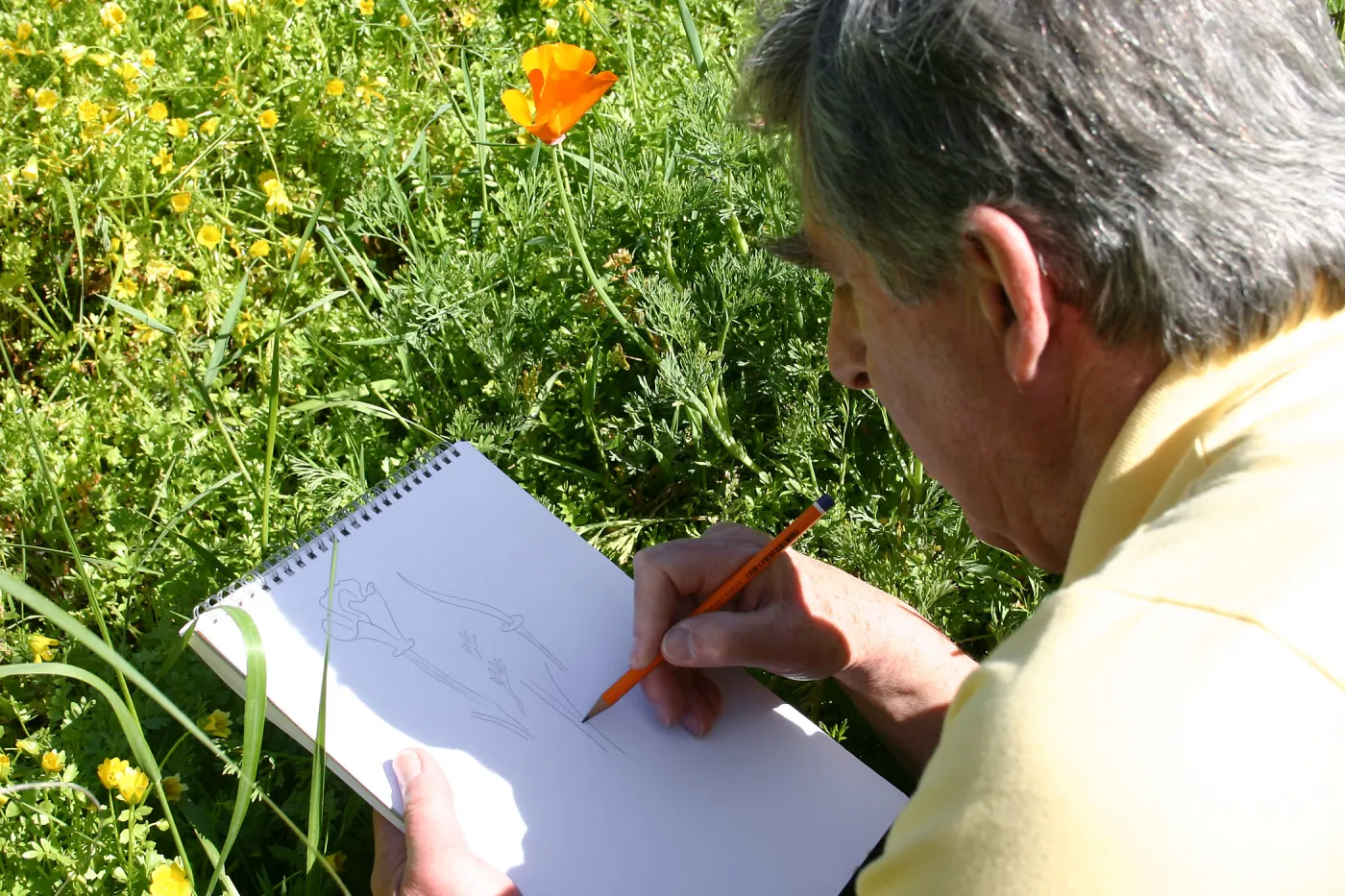 Patrick O'Hara sketching a poppy in the Meadow