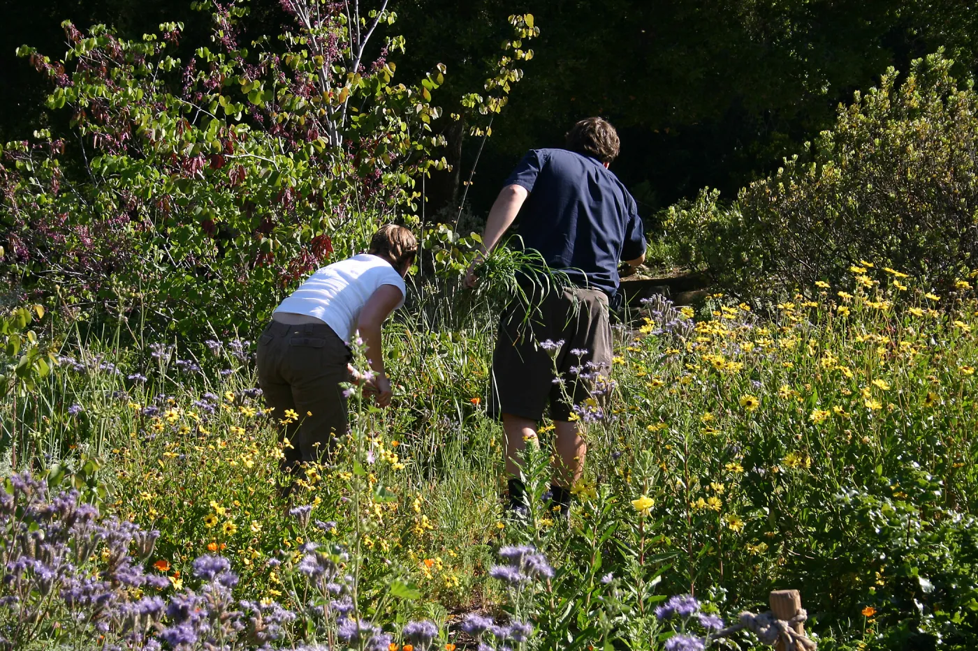 Weeding party in and around Meadow