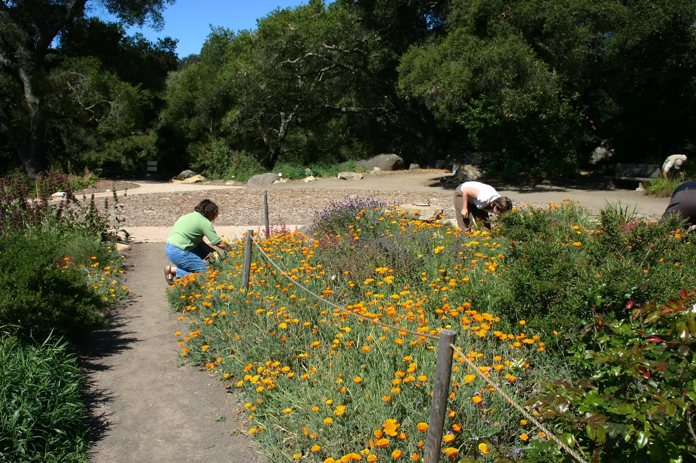 Weeding party in and around Meadow